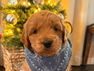 Mini Goldendoodle dogs Cowboy - Ad 7