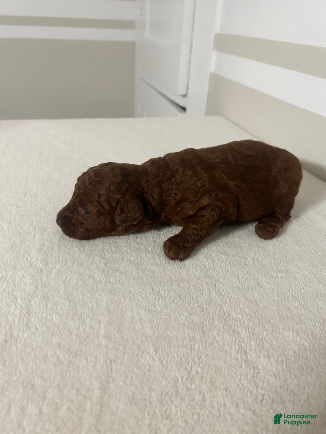 Mini Goldendoodle dogs for sale: Clarabelle - Ad 4