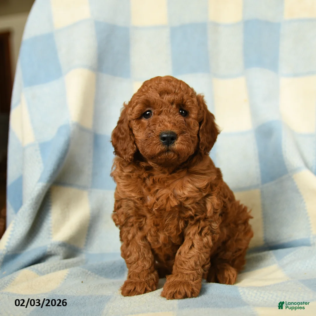 Miniature Poodle dogs for sale: Kenza - Ad 4