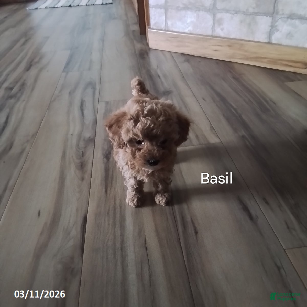 Toy Poodle dogs Basil - House Raised - Ad 2