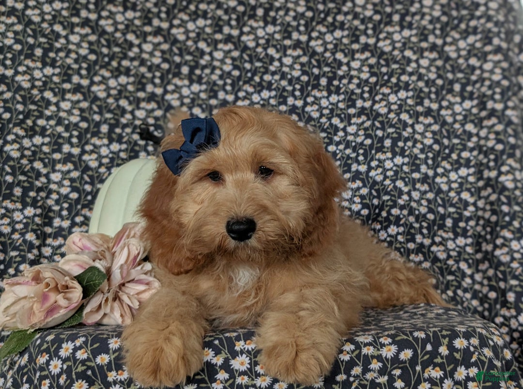 Cockapoo dogs for sale: Kayla - Ad 7