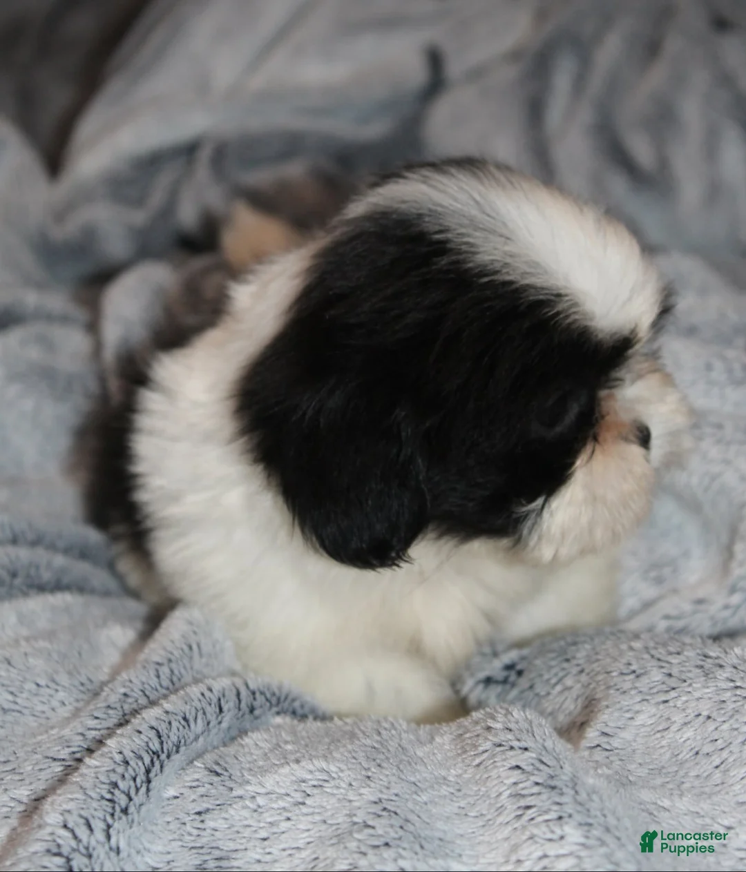 Shih Tzu dogs for sale: Walter - Ad 3