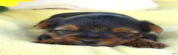 Yorkshire Terrier dogs for sale: Woody - Ad 1