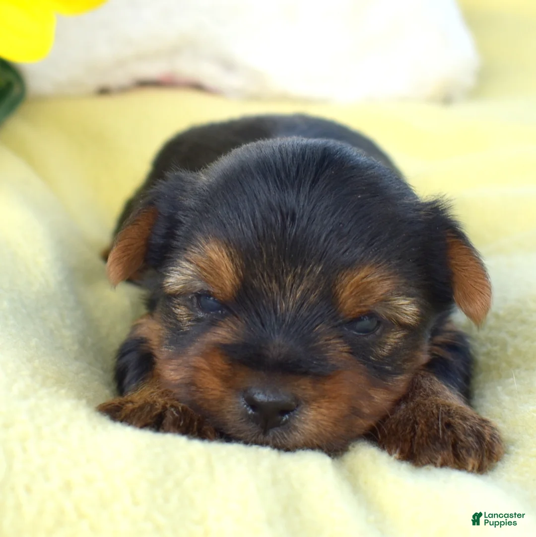 Yorkshire Terrier dogs for sale: Woody - Ad 1