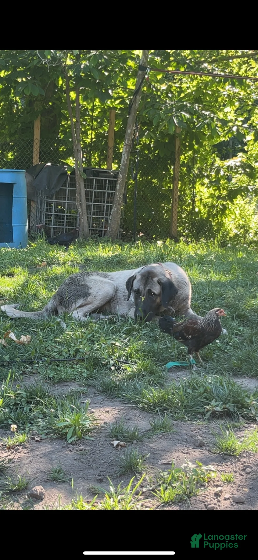 Anatolian Shepherd dogs for sale: Anatolian Shepherd 1 - Ad 2