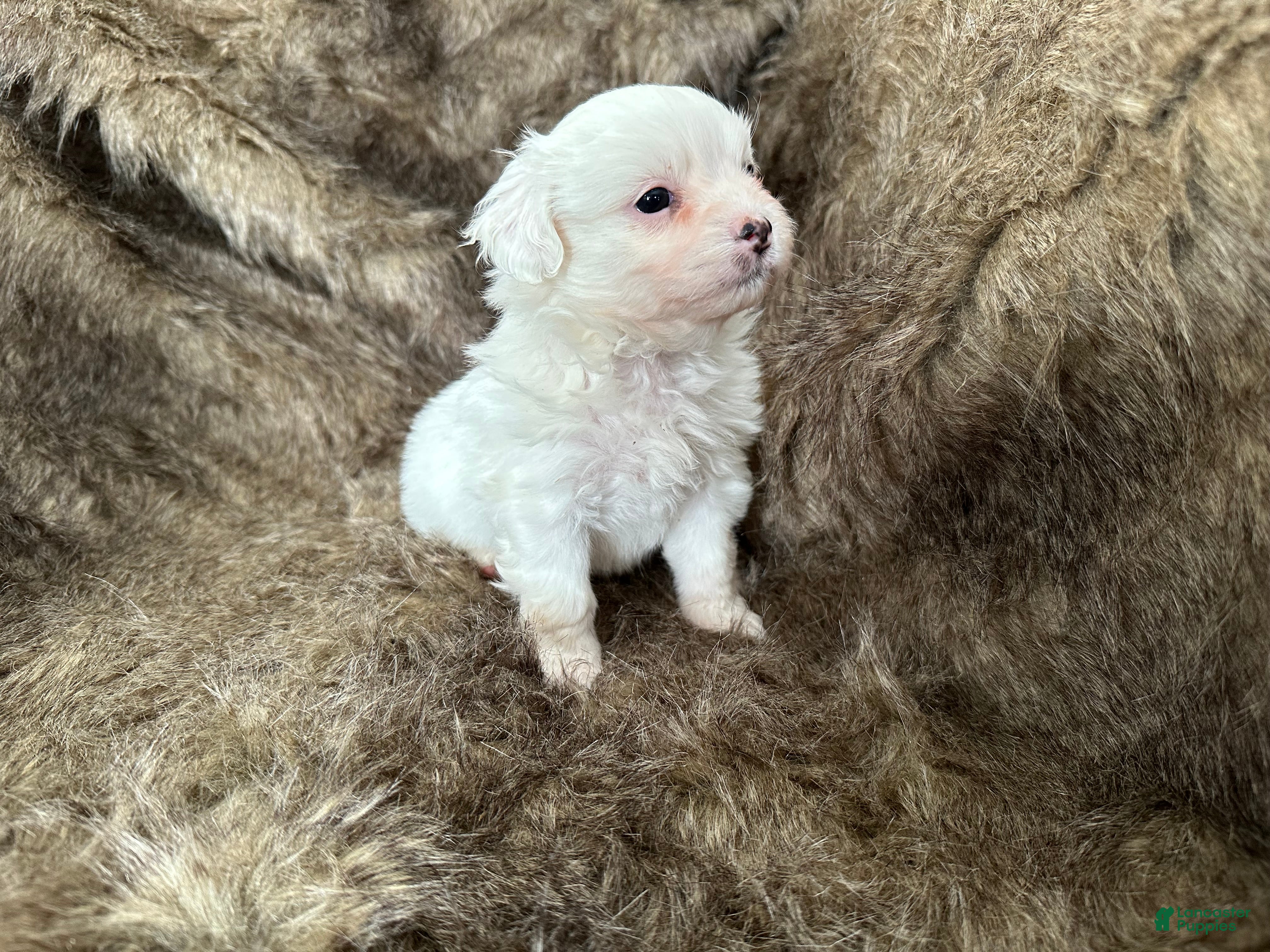 Mixed Breed dogs Snow White - Ad 5