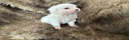 Mixed Breed dogs for sale: Snow White - Ad 5