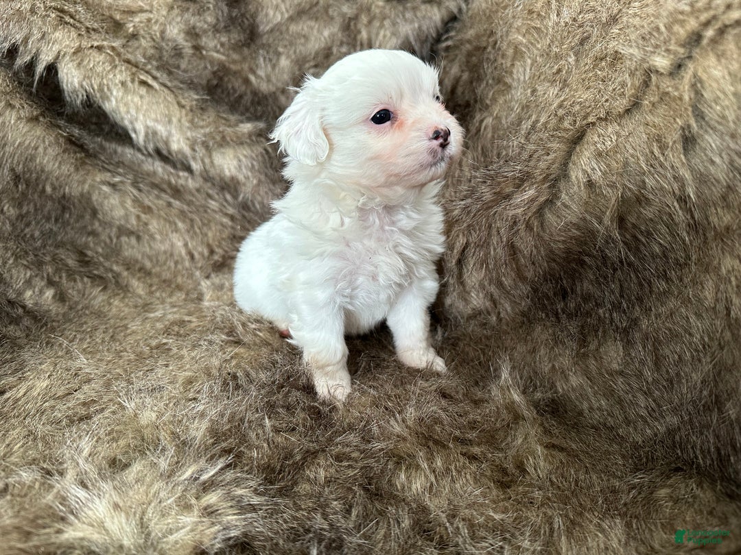 Mixed Breed dogs for sale: Snow White - Ad 5