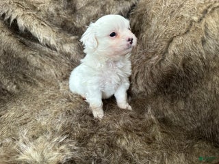 Mixed Breed dogs Snow White - Ad 18