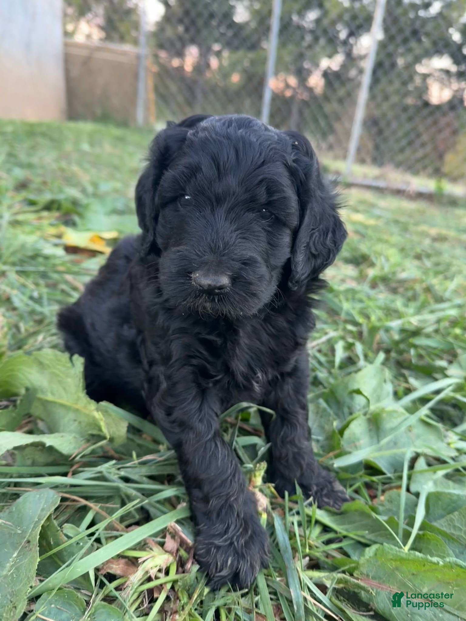 Goldendoodle Puppies for sale in Missouri Lancaster Puppies