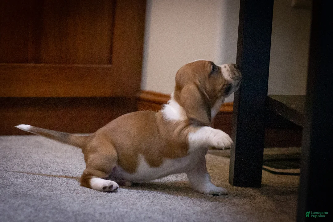 Basset Hound dogs for sale: Winston  - Ad 6
