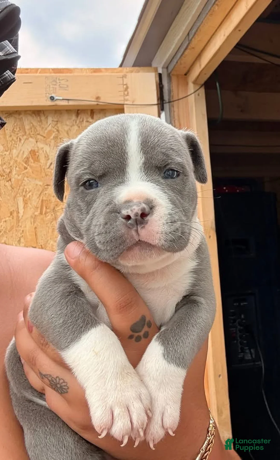 American Bully dogs for sale: American Bully Puppy 2 - Ad 1