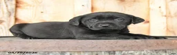 Labrador Retriever dogs for sale: Ember - Ad 2