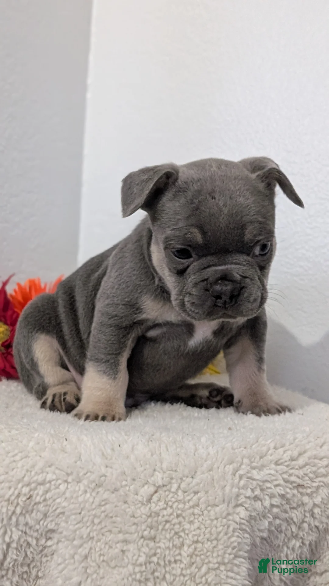 French Bulldog dogs for sale: Tucker - Ad 2