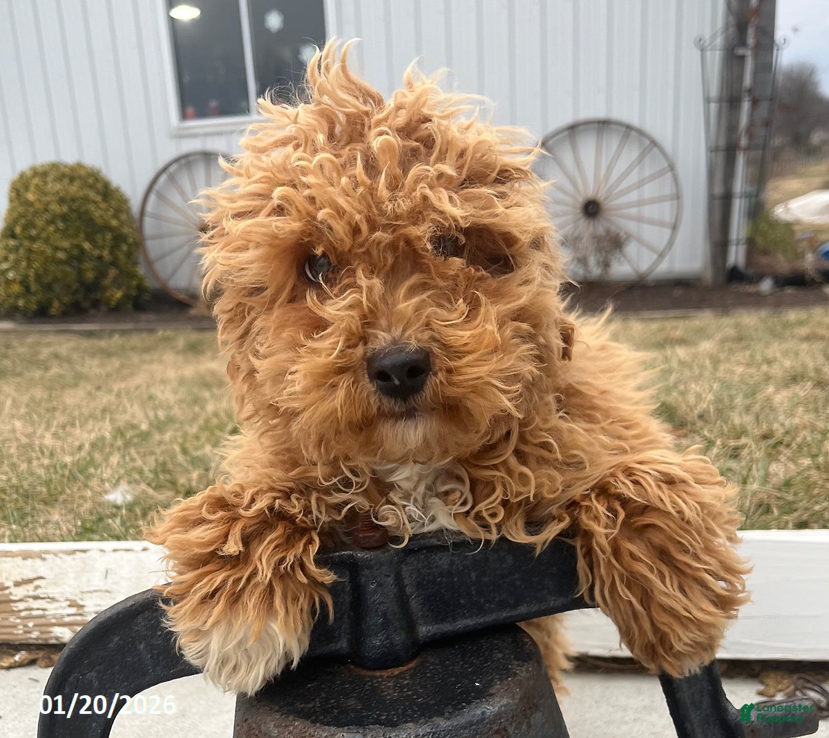 Bichpoo dogs Mason - Ad 10