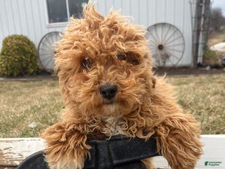 Bichpoo dogs for sale: Mason - Ad 4