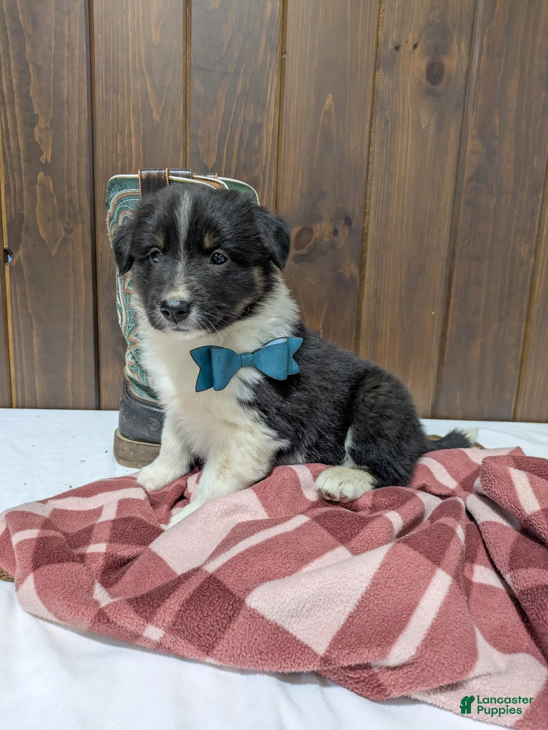 Mixed Breed dogs for sale: Juniper - Ad 1