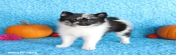 Pomsky dogs for sale: Willow - Ad 1