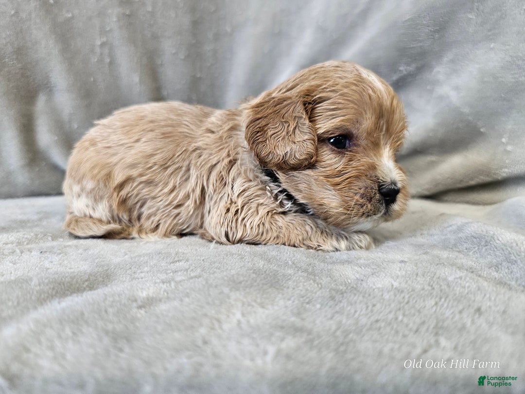 Cavapoo dogs for sale: Pesto - Ad 4