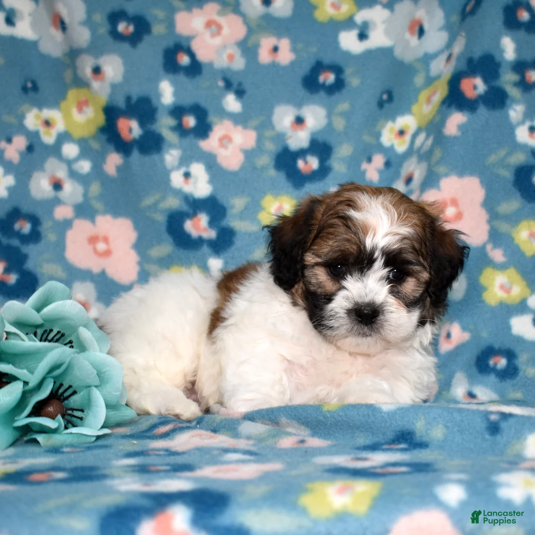 Teddy Bear dogs for sale: Pibb - Ad 6