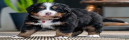 Bernese Mountain Dog dogs for sale: Chloe - Ad 2