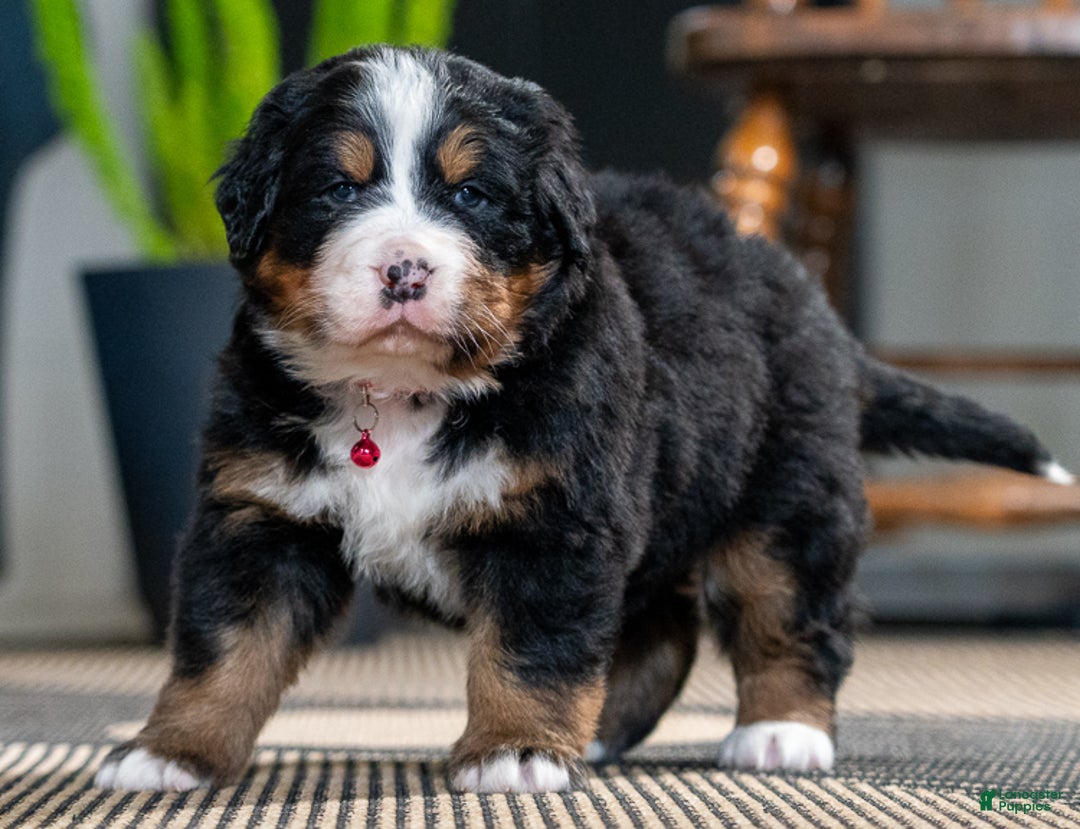 Bernese Mountain Dog dogs for sale: Chloe - Ad 2