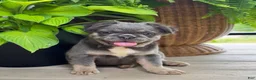 French Bulldog dogs for sale: Thea - Ad 3