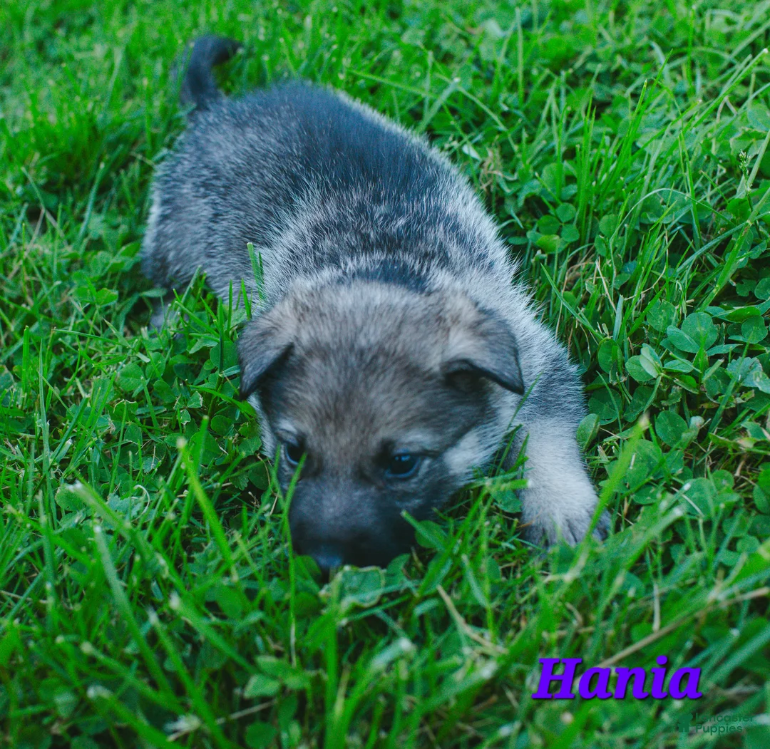 Mixed Breed dogs for sale: Hania - Ad 2