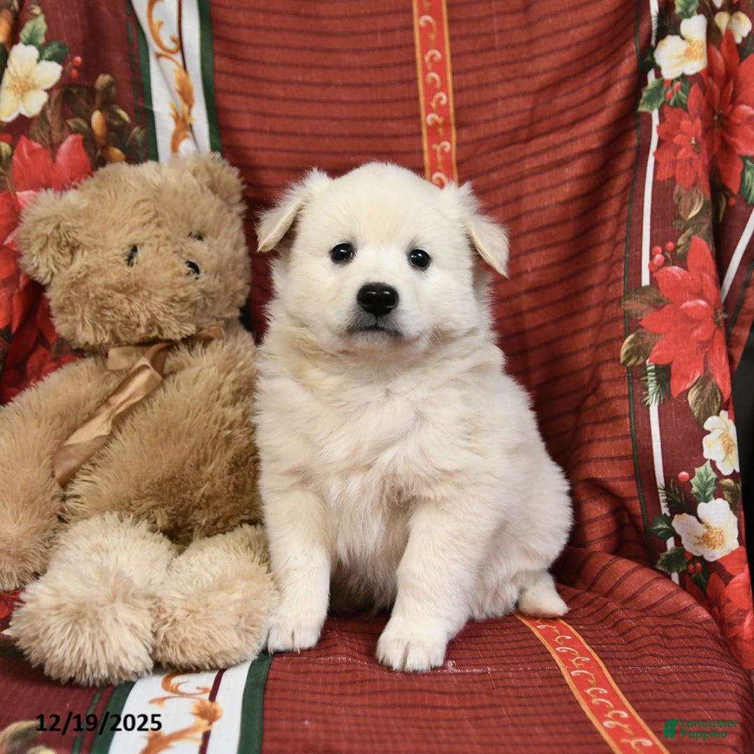 American Eskimo dogs for sale: Snowball - Ad 1