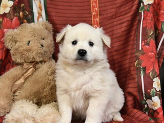 American Eskimo dogs Snowball - Ad 6