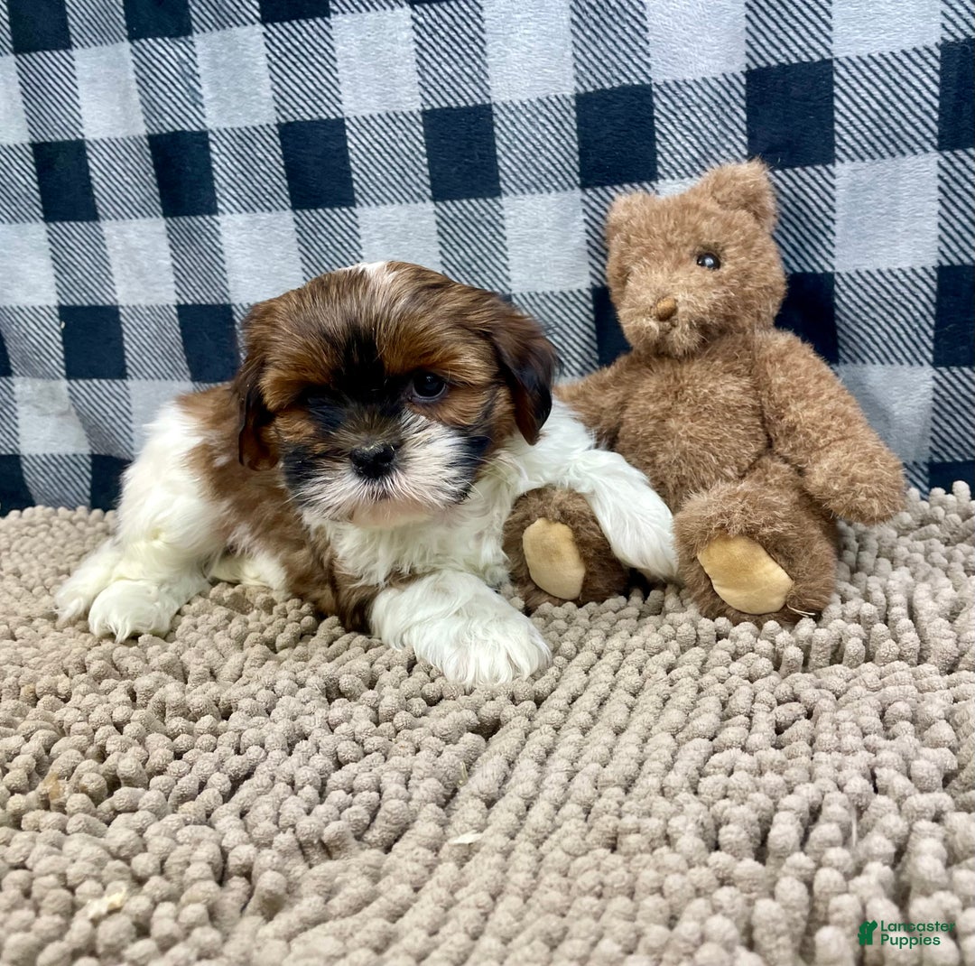 Shih Tzu dogs for sale: Mike - Ad 2