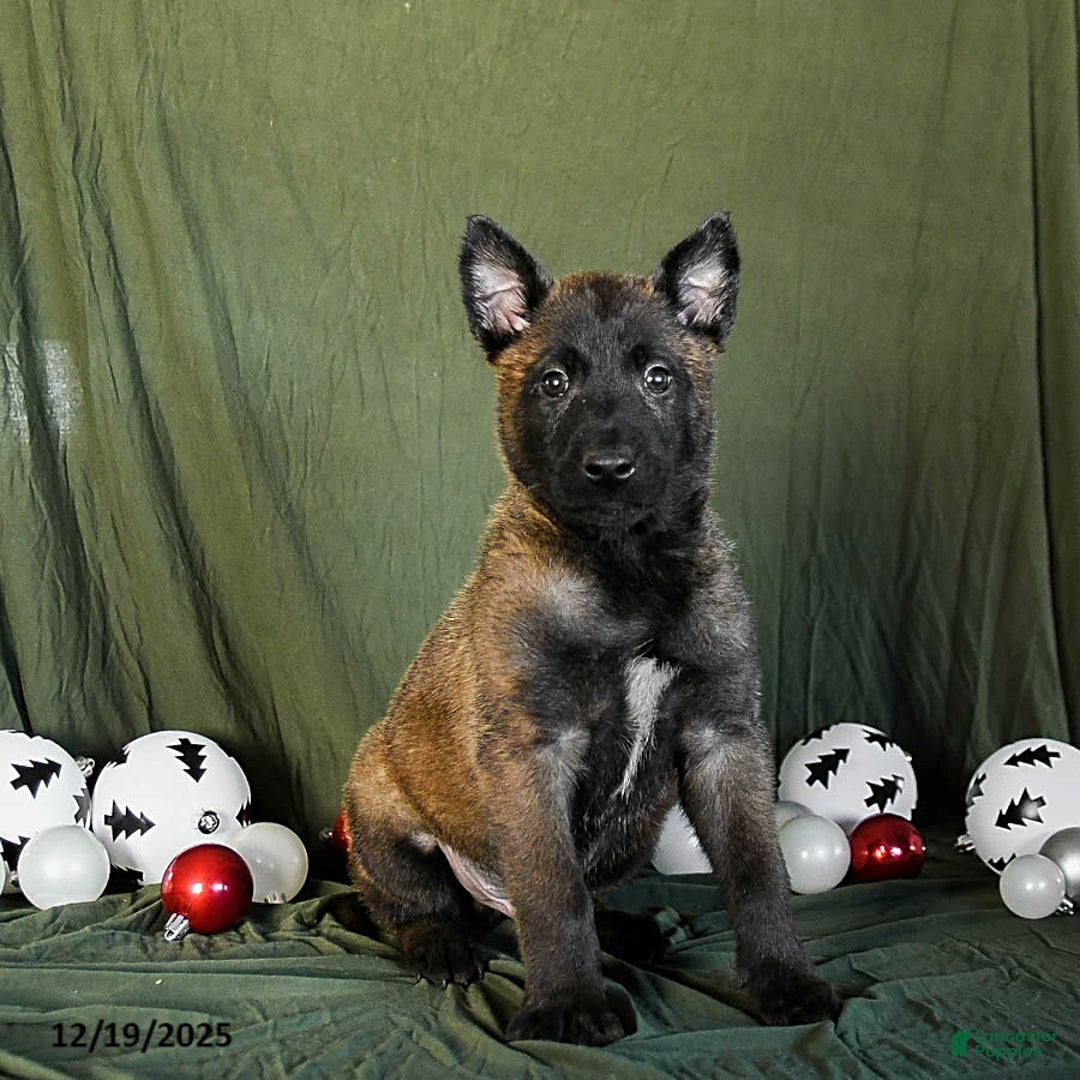 Belgian Malinois dogs for sale: Orbit - Ad 4