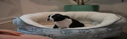 Boston Terrier dogs for sale: Blackberry - Ad 8
