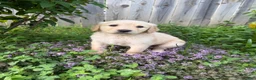 Goldendoodle dogs for sale: Goldendoodle 2 - Ad 3