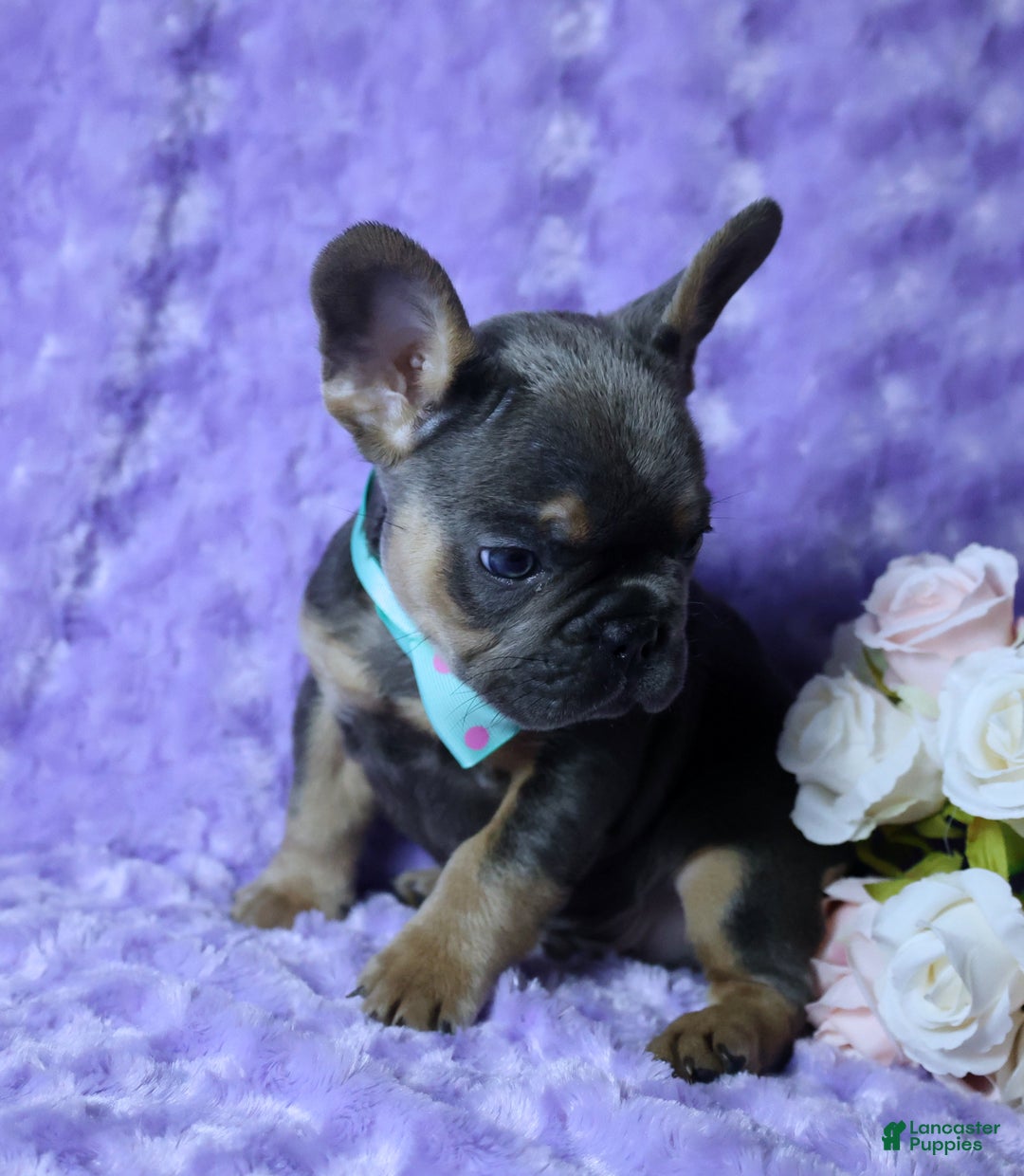 French Bulldog dogs for sale: French Bulldog Akc, Health Tested Parents  1 - Ad 5
