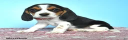Beagle dogs for sale: Warren - Ad 2