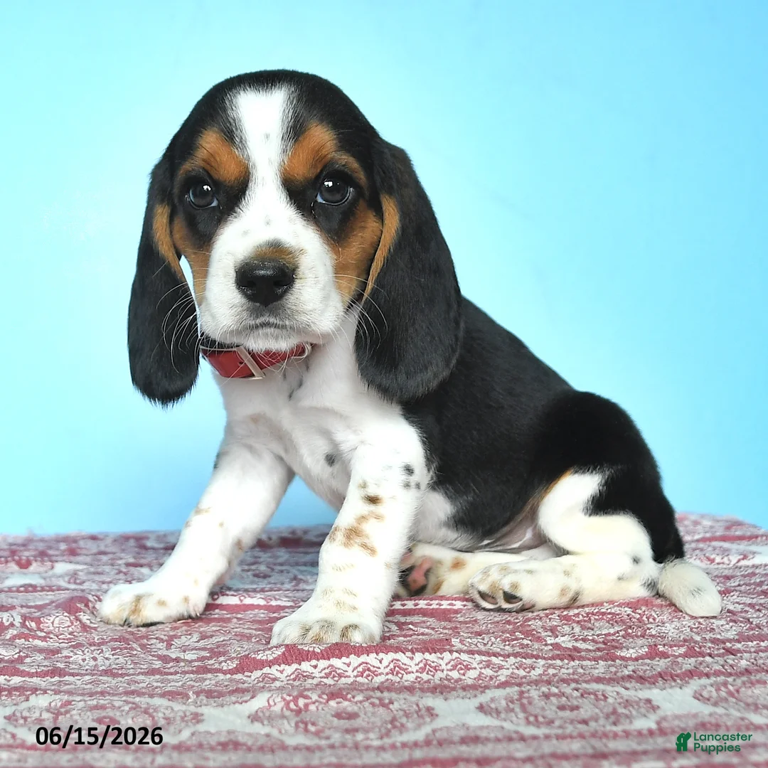 Beagle dogs for sale: Warren - Ad 2