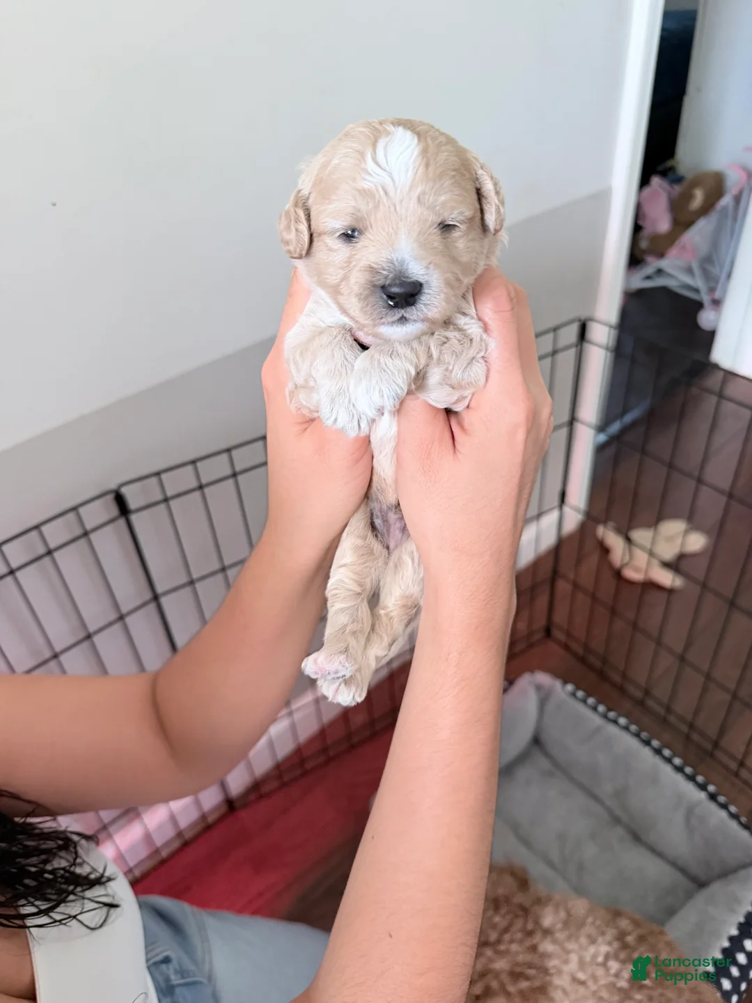 Toy Poodle dogs for sale: Brownie - Ad 2