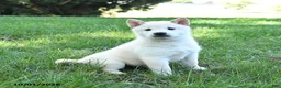 Shiba Inu dogs for sale: Gus - Ad 3