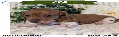 Zya