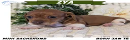 Miniature Dachshund dogs for sale: Zya - Ad 1