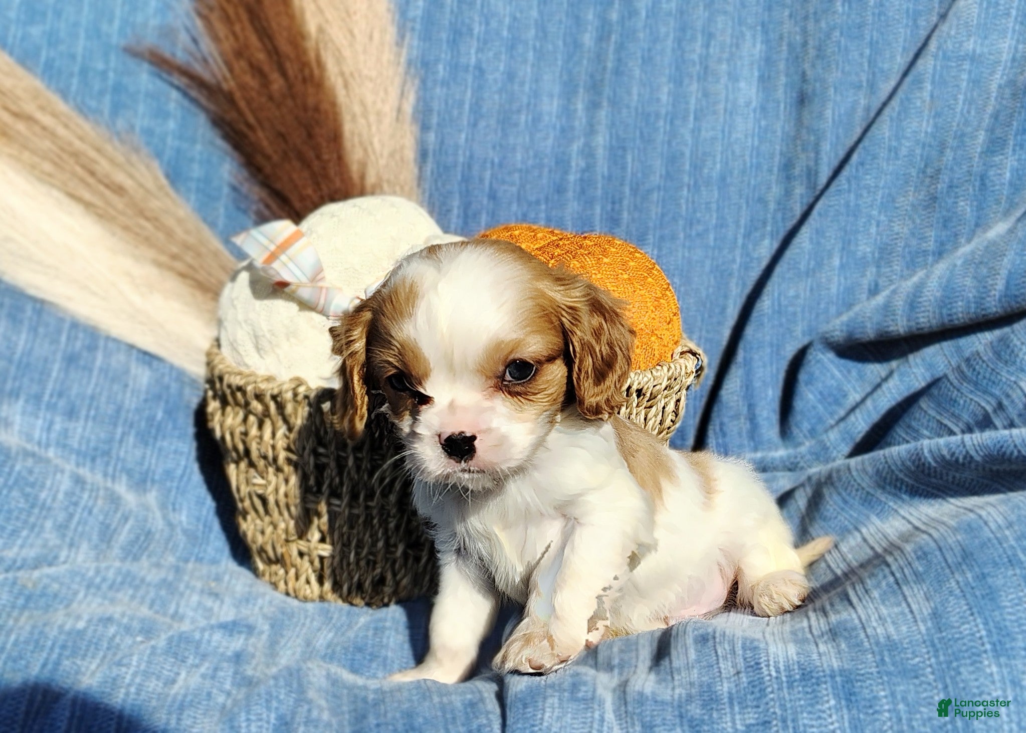 Cavapoo dogs for sale: Tiny  - Ad 2