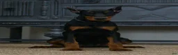 Doberman Pinscher dogs for sale: Mercedes AKC European Doberman Pinscher - Ad 5