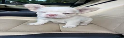 French Bulldog dogs for sale: French Bulldog 7 - Ad 9