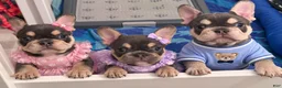 French Bulldog dogs for sale: Storm - Ad 8