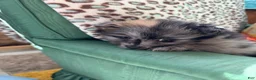Pomeranian dogs for sale: Pomeranian Puppy 1 - Ad 4