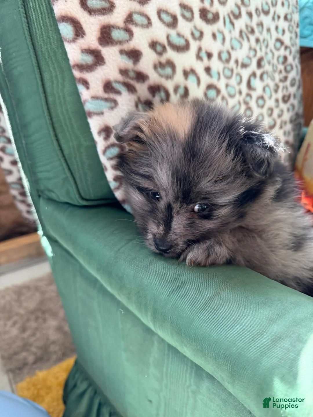 Pomeranian dogs for sale: Pomeranian Puppy 1 - Ad 4