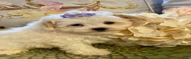 Pomapoo 4