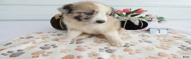 Mixed Breed 1 Rolly