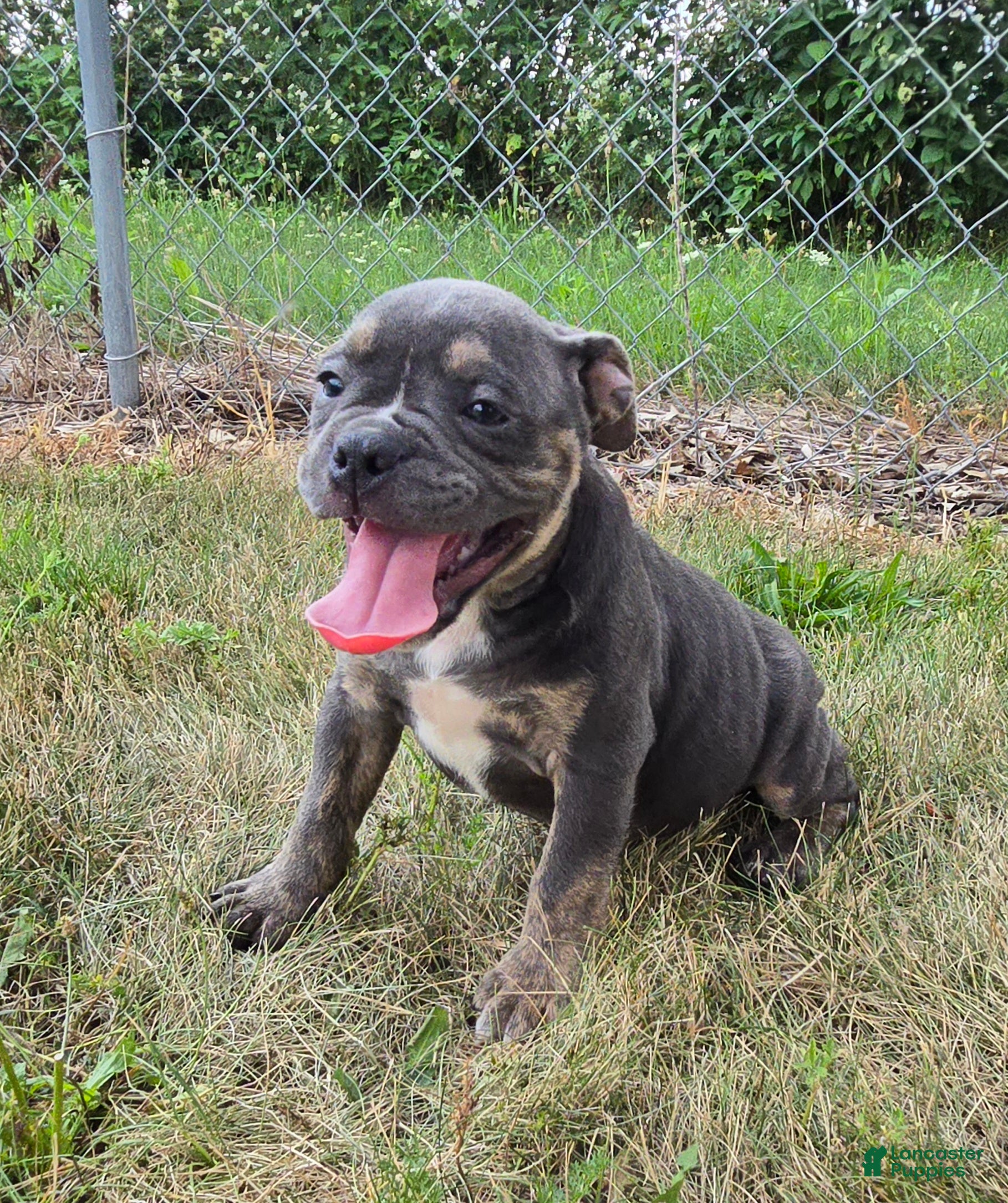 Olde English Bulldogge dogs Ryder - Ad 1